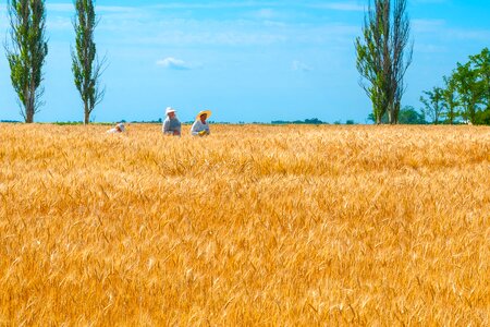 Wheat field bread