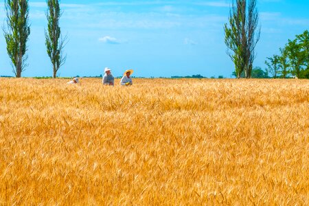 Wheat field bread photo