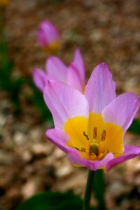 Tulip