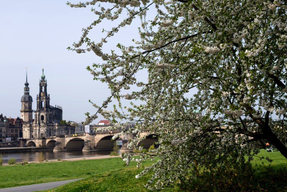 Blossom