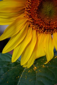 Flower and Pollen