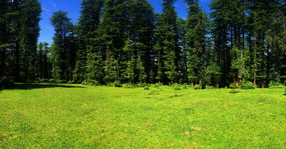 Green forest landscape photo