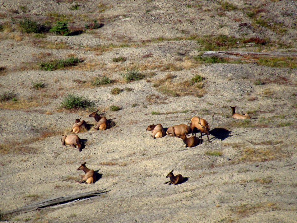 Elk Herd at Mt. Margaret Backcountry in WA
