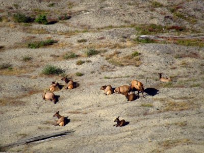 Elk Herd at Mt. Margaret Backcountry in WA