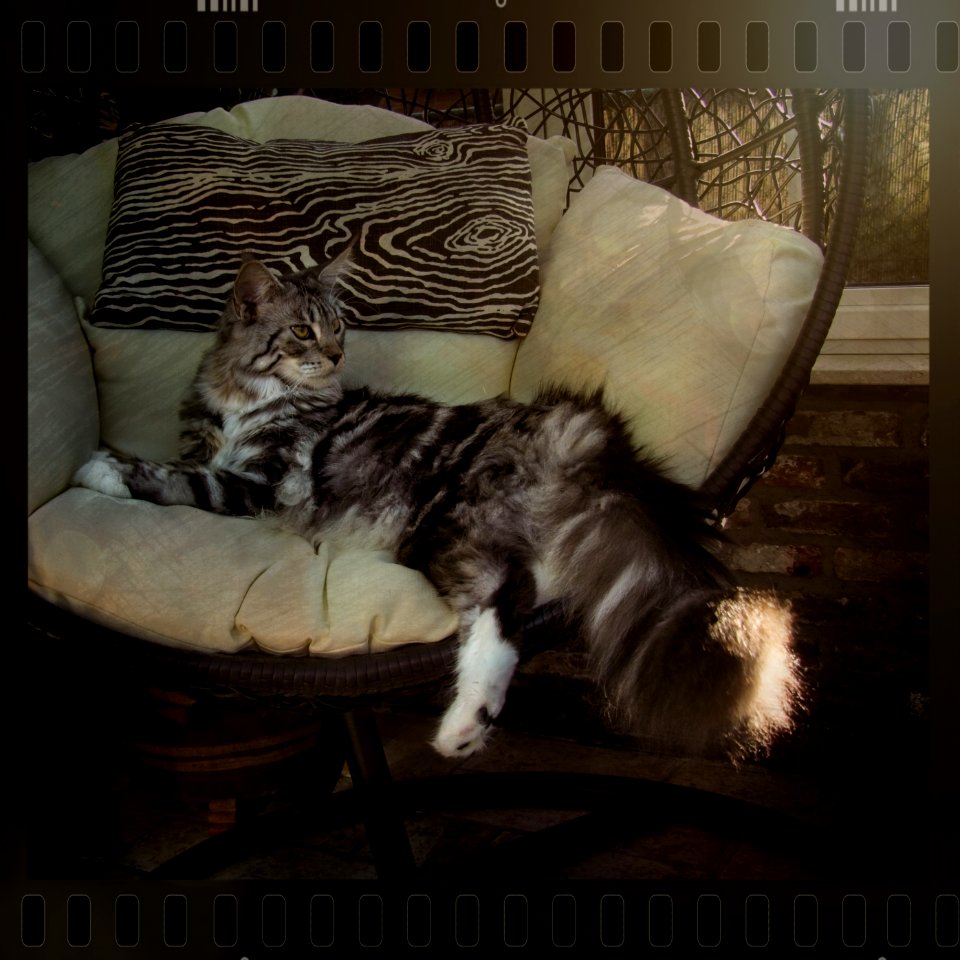 No Greater Diva Than a Cat
