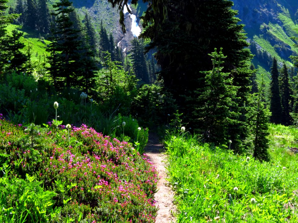 Tatoosh Peak Trail in WA