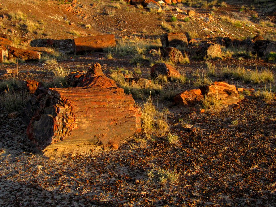 Crystal Forest at Petrified Forest NP in Arizona