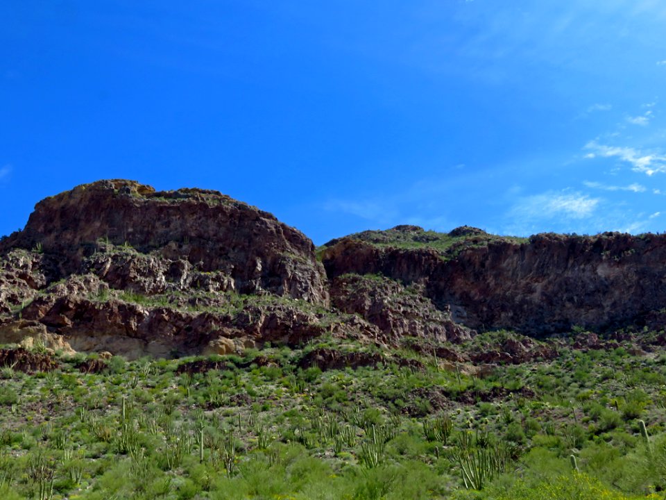 Organ Pipe Cactus NM in AZ