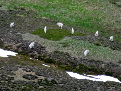 Mountain Goats at Mt. Rainier NP in Washington photo