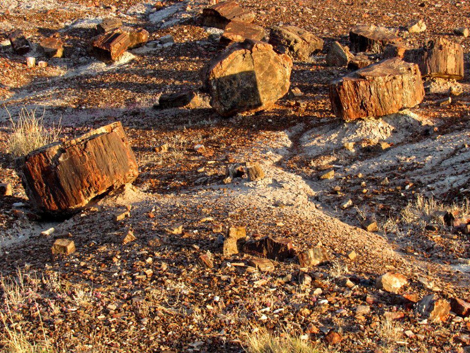 Crystal Forest at Petrified Forest NP in Arizona