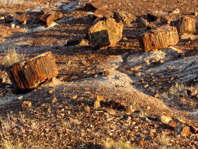 Crystal Forest at Petrified Forest NP in Arizona