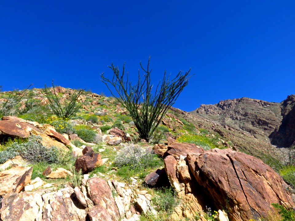 Ocotillo at Anza-Borrego Desert SP in CA photo