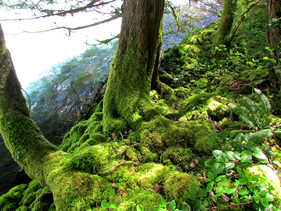 Spirit Falls Trail on Little White Salmon River in WA
