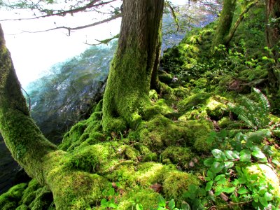 Spirit Falls Trail on Little White Salmon River in WA