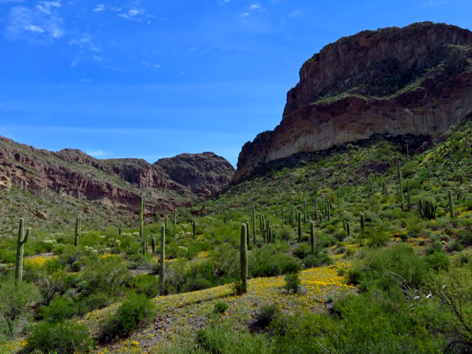 Wildflowers at Organ Pipe Cactus NM in AZ