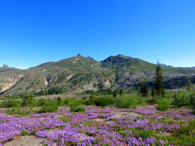 Wildflowers at Mt. St. Helens NM in Washington