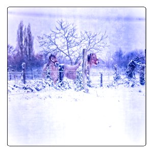 Winter horses II photo