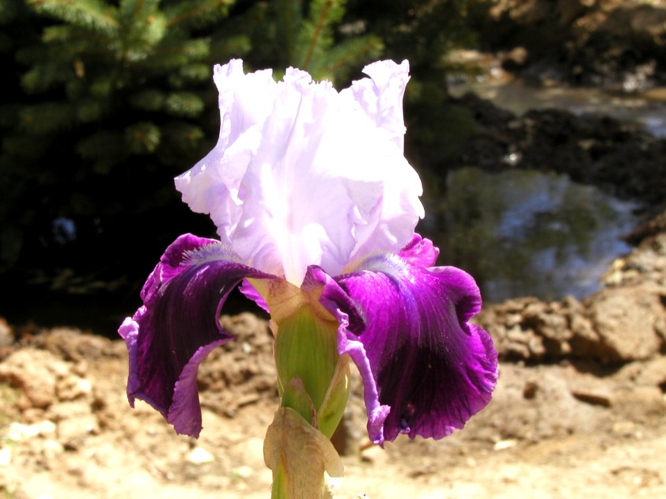 More Irises from Strawberry