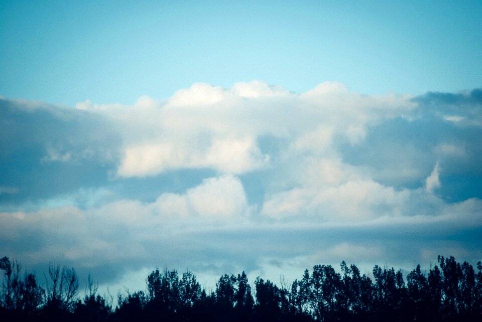 Tree line silhouette