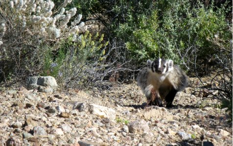 American Badger in Owl Canyon Campground Area in Barstow Field Office