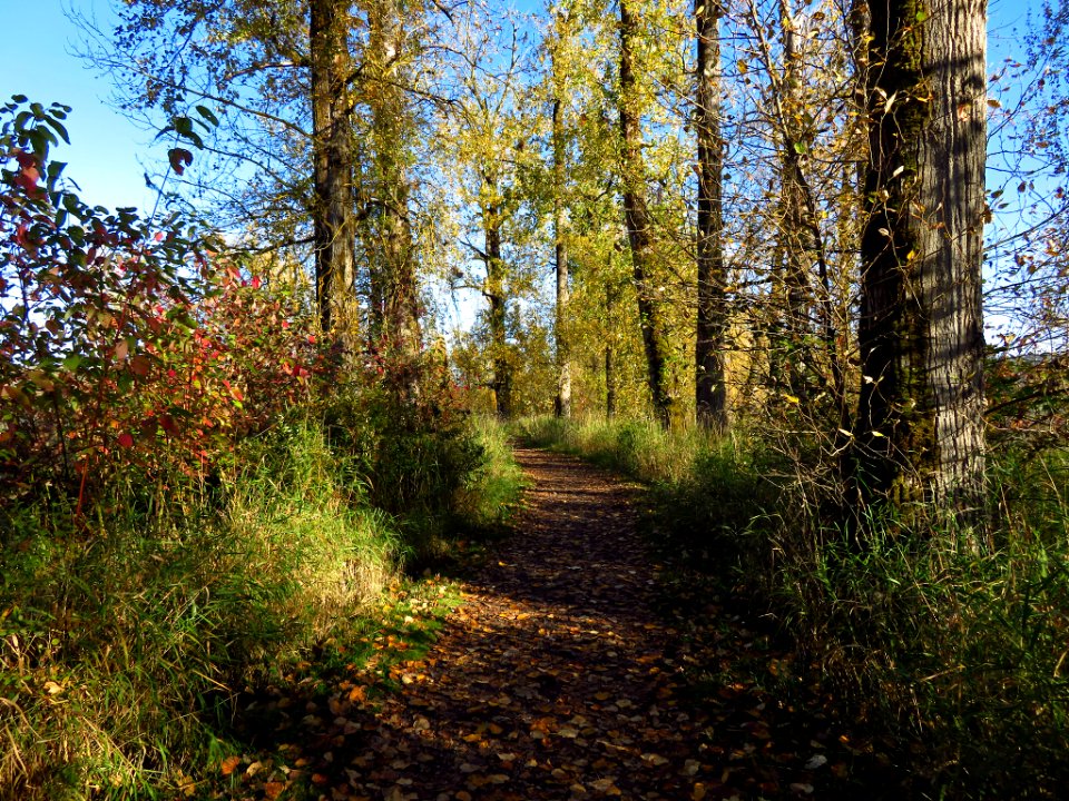Autumn at Steigerwald Lake NWR in WA