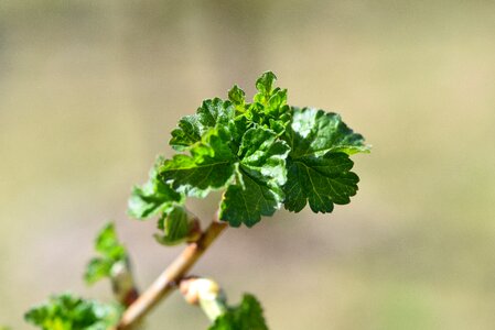 Spring engine plant