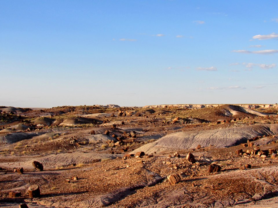 Crystal Forest at Petrified Forest NP in Arizona
