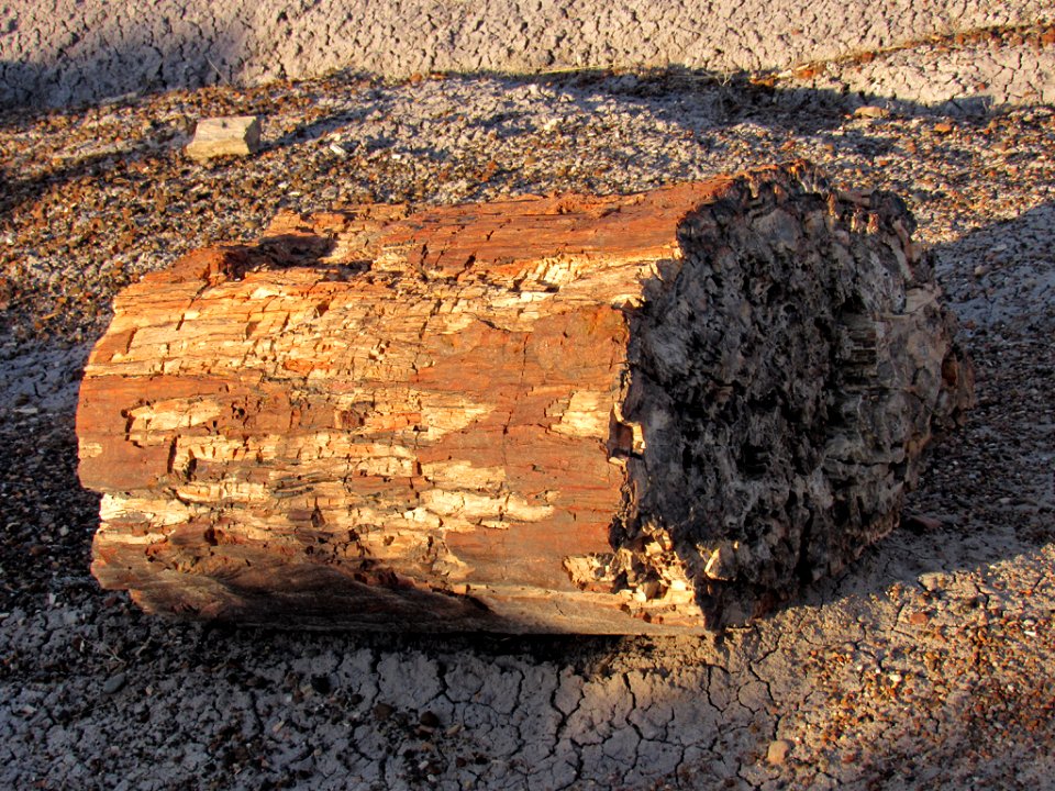 Crystal Forest at Petrified Forest NP in Arizona