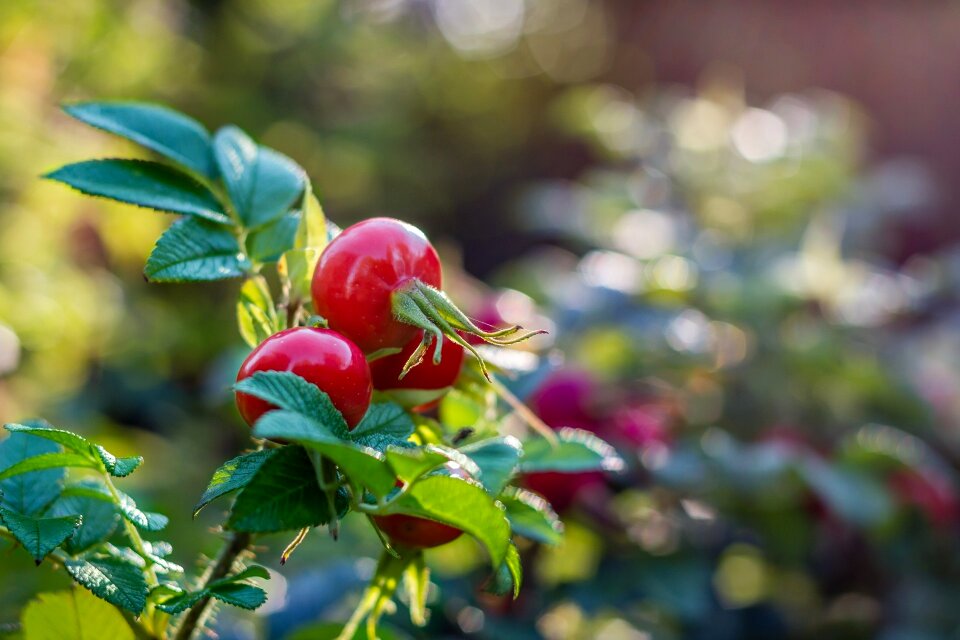 Nature wild rose fruit