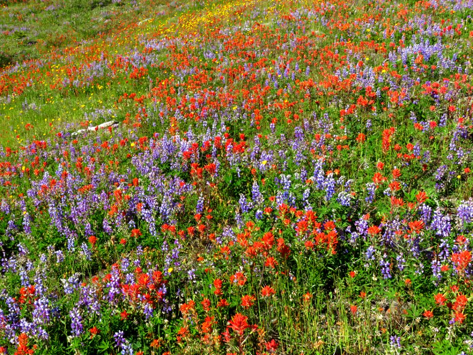 Wildflowers at Mt. St. Helens NM in Washington
