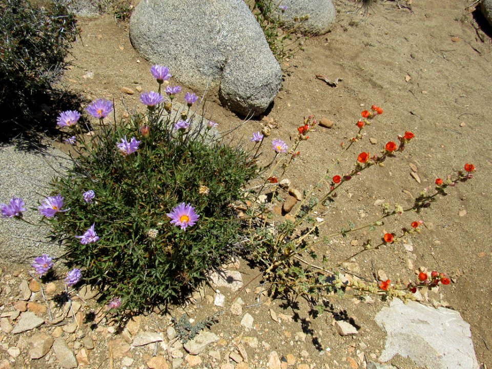 Wildflowers at Joshua Tree NP in California