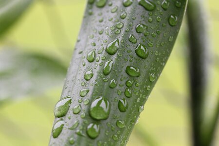 Wet raindrop leaves photo