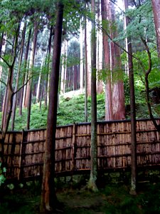 Cedar Forest