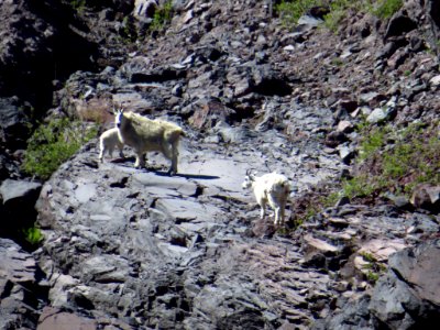 Mountain Goats at Mt. St. Helens NM in WA