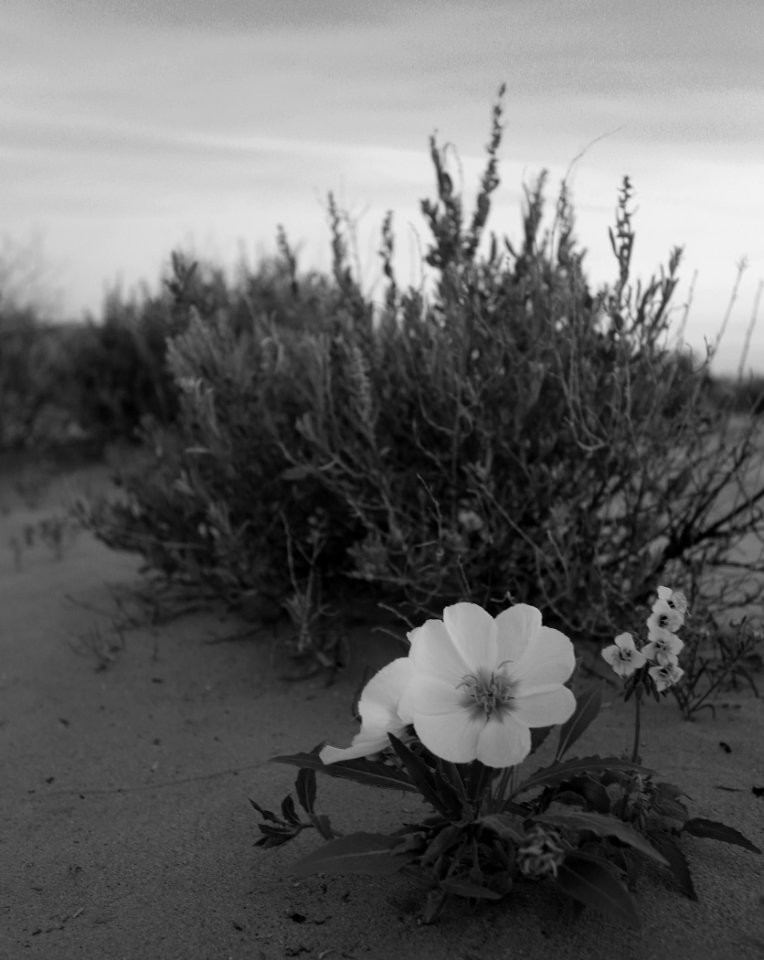 Mojave Trails National Monument