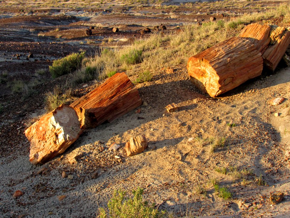Crystal Forest at Petrified Forest NP in Arizona