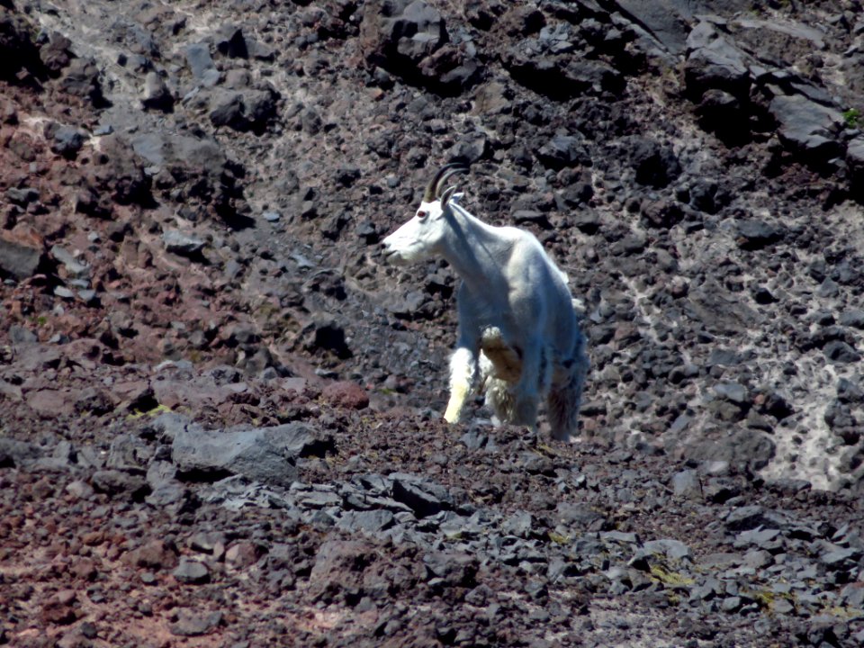 Mountain Goats at Mt. St. Helens NM in WA