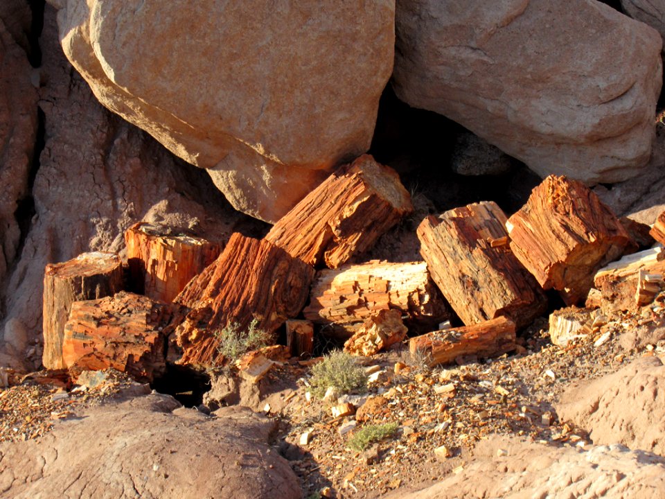 Jasper Forest at Petrified Forest NP in Arizona