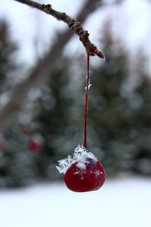 Snow season freeze
