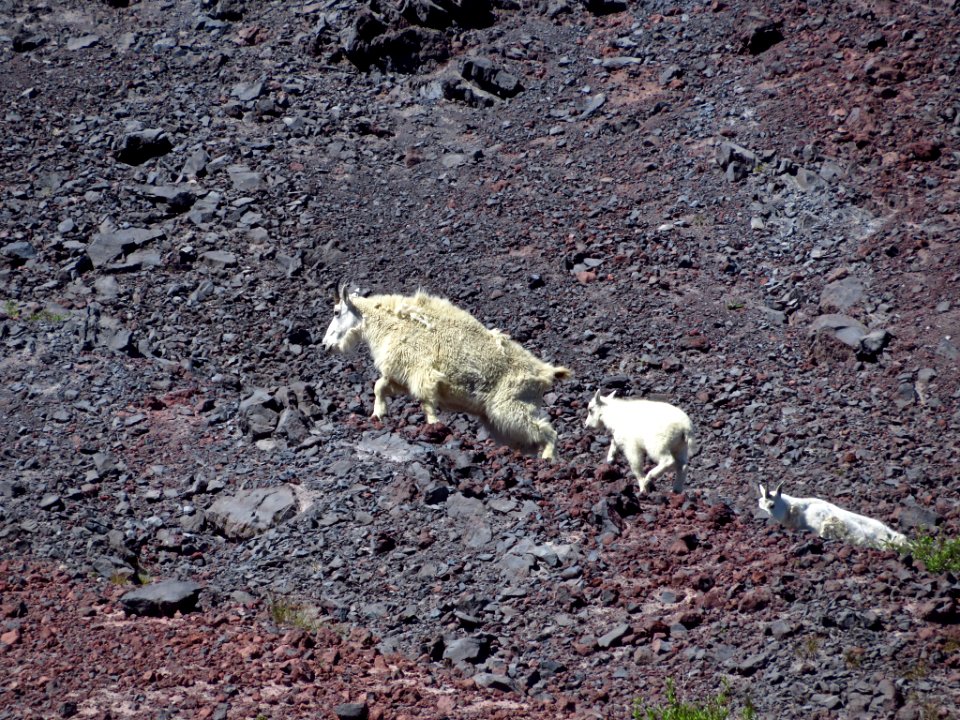 Mountain Goats at Mt. St. Helens NM in WA