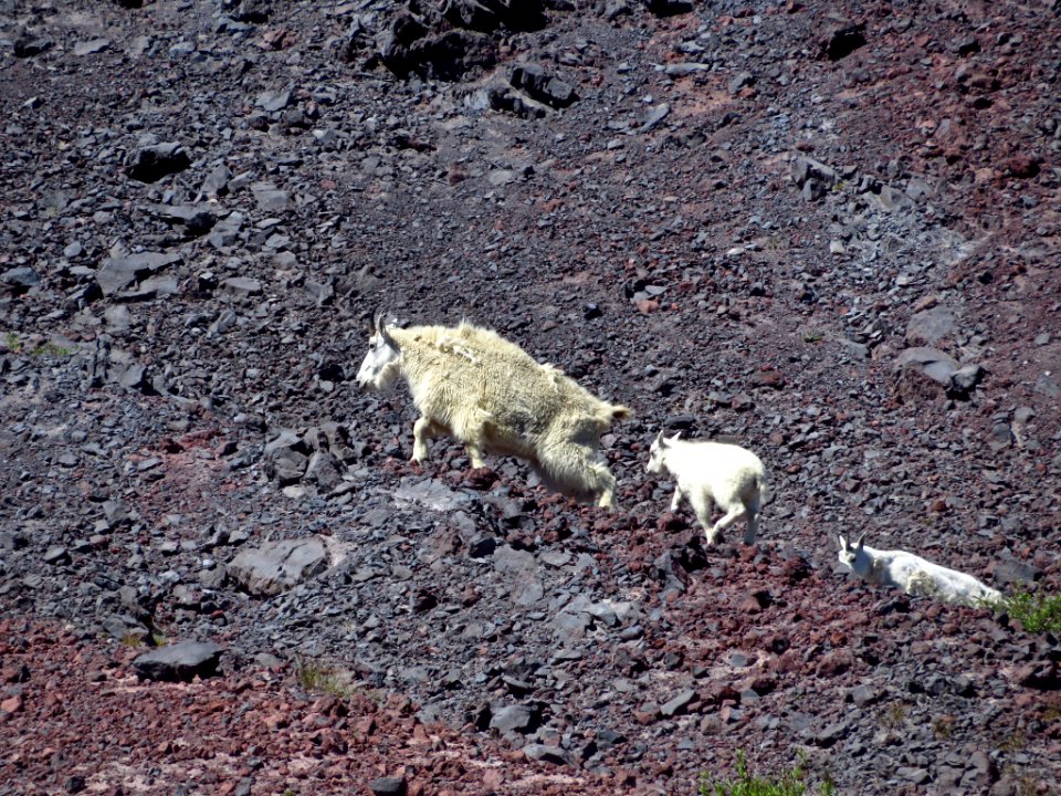 Mountain Goats at Mt. St. Helens NM in WA photo