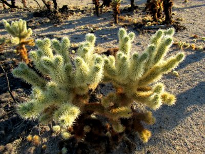 Cholla Cactus at Joshua Tree NP in California