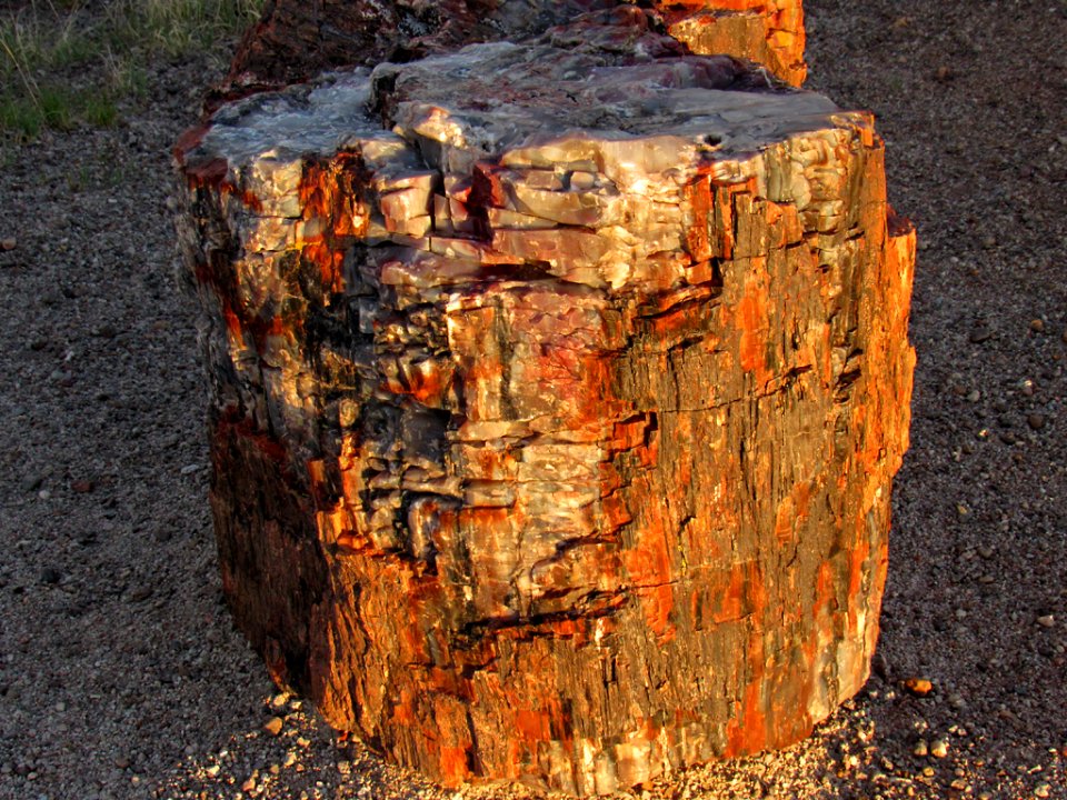 Crystal Forest at Petrified Forest NP in Arizona