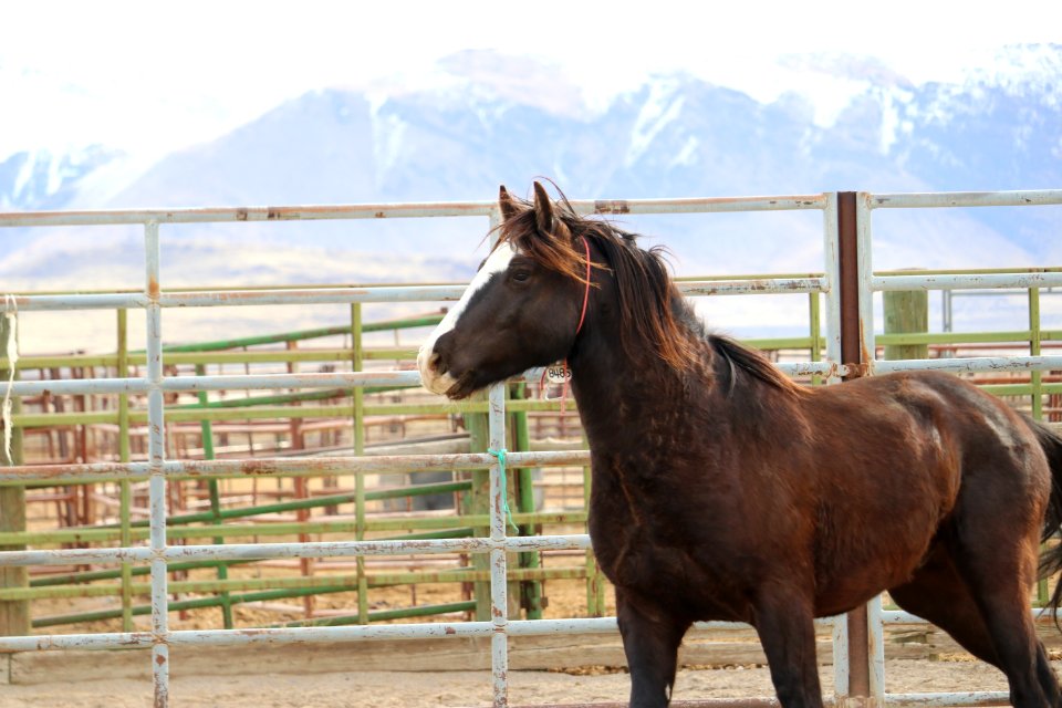 8485  5 year old gelding (4)