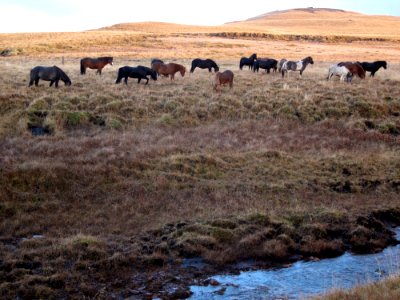 Coutning Horses