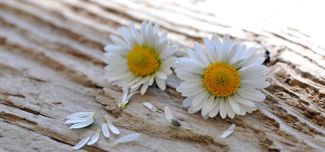 White-yellow wood close up