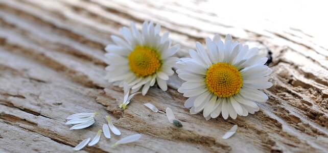 White-yellow wood close up photo