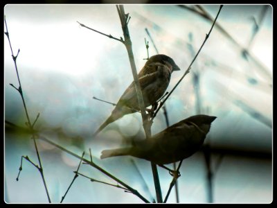 Couple of Sparrows photo