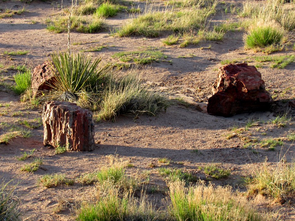 Crystal Forest at Petrified Forest NP in Arizona