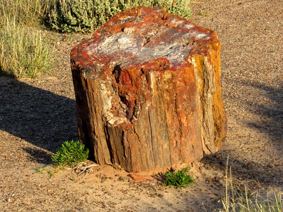 Crystal Forest at Petrified Forest NP in Arizona